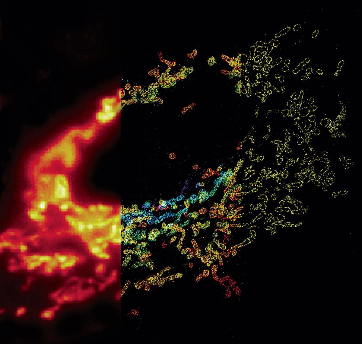 Xiaowei Zhuang Making the Unseen Seen PressReleasePoint